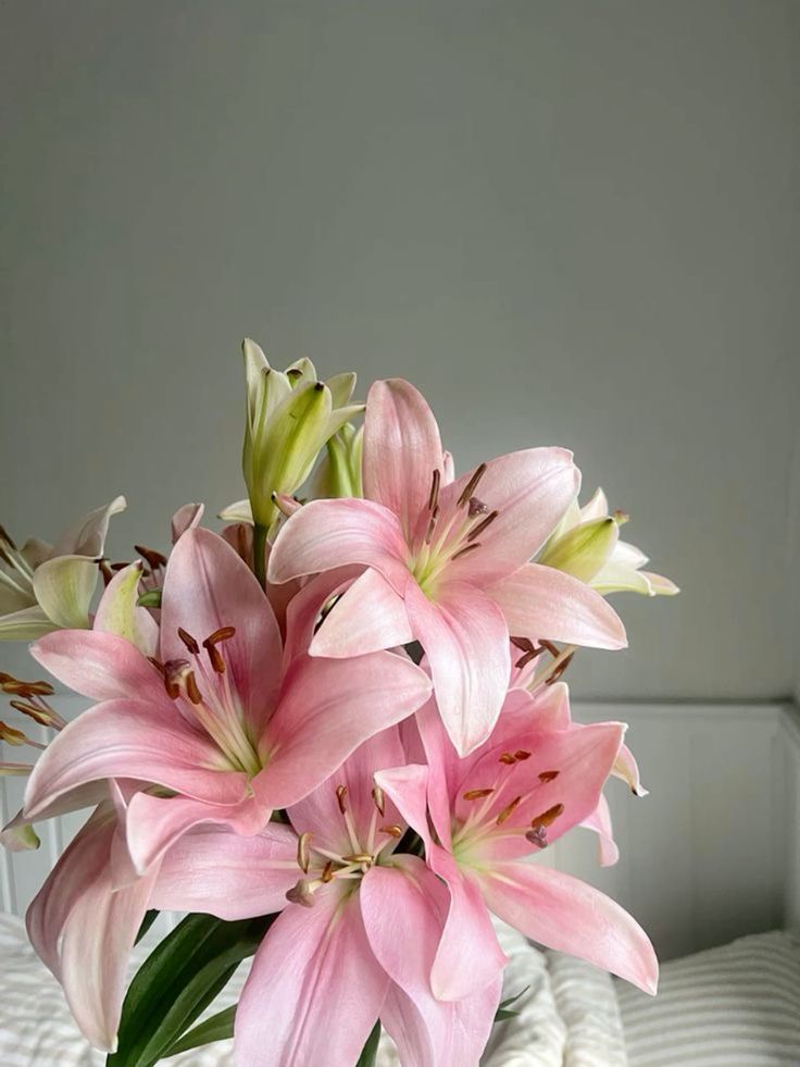 VEDAD GojiMurabaha drldsf